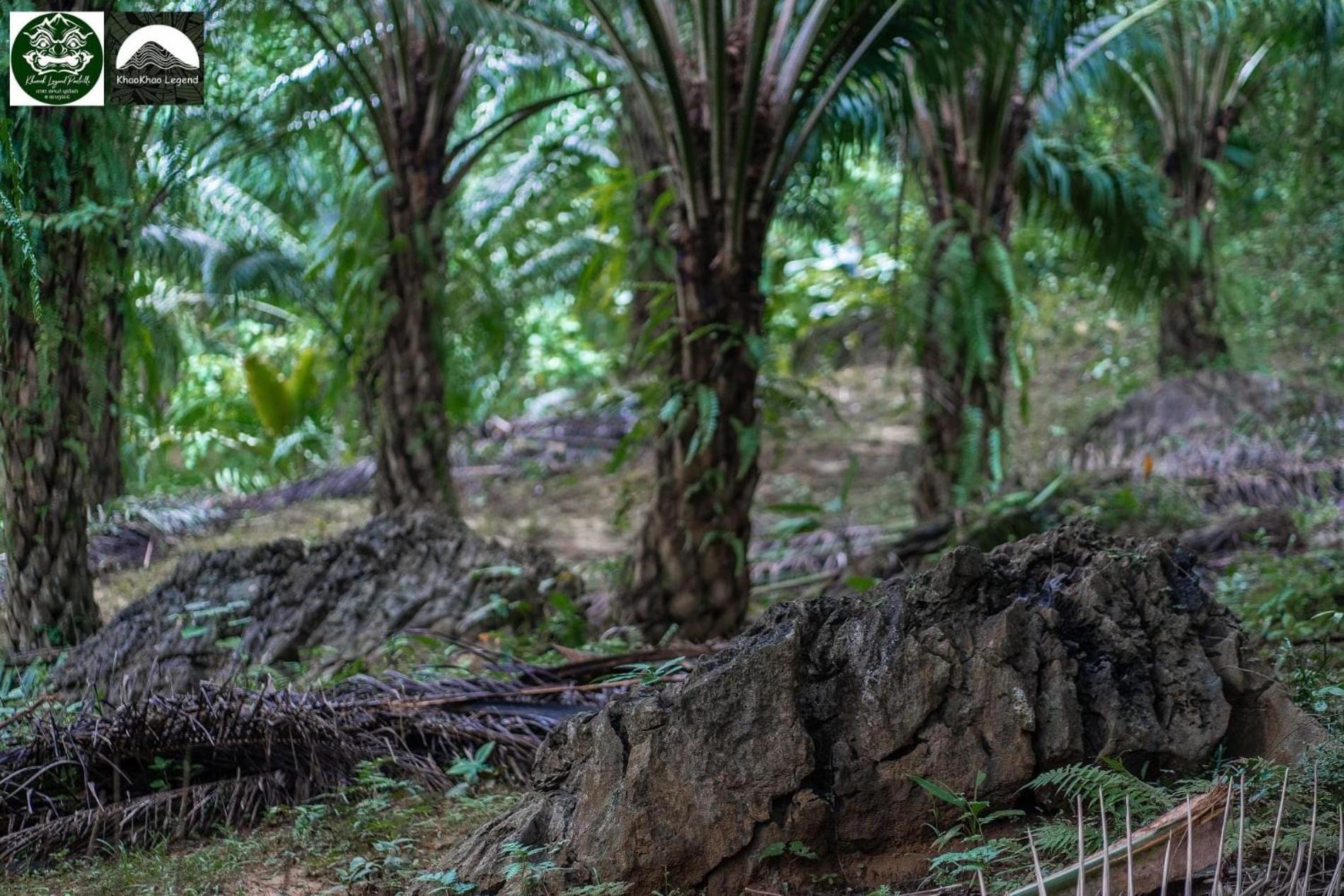 Villa Khaosok Legend Khao Sok National Park Esterno foto